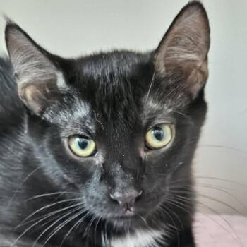 Sammy -  Domestic Short Hair Cat for Adoption in Burlington, Ontario - Sammy | PetCurious