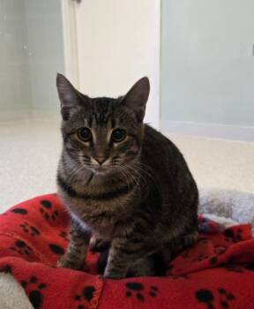 Rescue Domestic Short Hair Cats for Adoption in Viroqua, Wisconsin - Carmalita | PetCurious