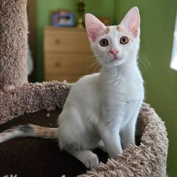 Ophelia -  Domestic Short Hair Cat for Adoption in Bulverde, Texas - Ophelia | PetCurious