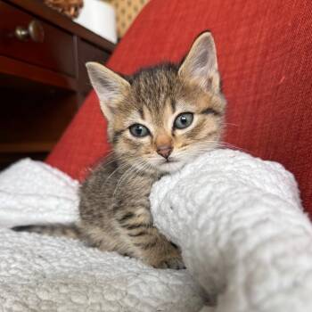 Rainier (Mountains) -  Domestic Short Hair Cat for Adoption in Charlotte, North Carolina - Rainier (Mountains) | PetCurious