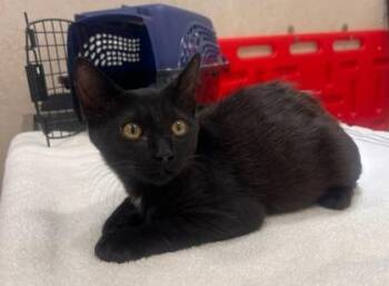 Blackstone -  Domestic Short Hair Cat for Adoption in Honolulu, Hawaii - Blackstone | PetCurious