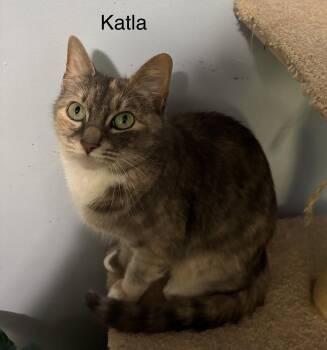 Katla -  Domestic Short Hair Cat for Adoption in Naugatuck, Connecticut - Katla | PetCurious