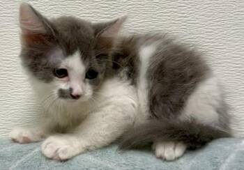 Silva -  Domestic Short Hair Cat for Adoption in Gary, Indiana - Silva | PetCurious