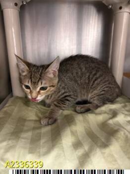 VIOLA -  Domestic Short Hair Cat for Adoption in West Palm Beach, Florida - VIOLA | PetCurious