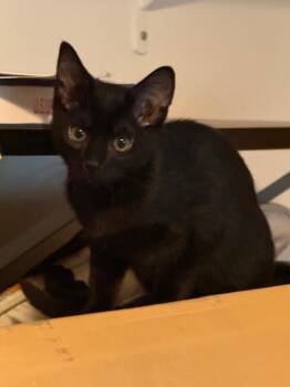 Toast -  Domestic Short Hair Cat for Adoption in Arlington, Washington - Toast | PetCurious