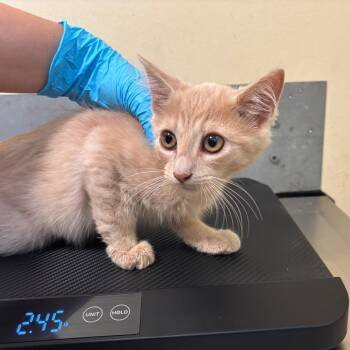 Siren -  Domestic Medium Hair Cat for Adoption in Pasadena, California - Siren | PetCurious