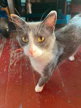 Oliver Oyster -  Domestic Short Hair Cat for Adoption in Winnipeg, Manitoba - Oliver Oyster | PetCurious