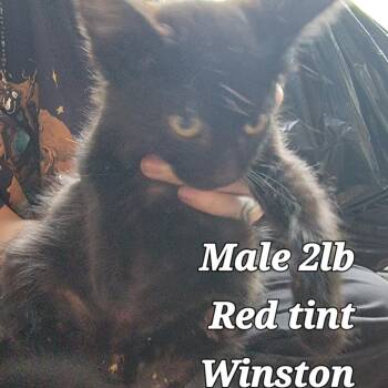 Winston -  Domestic Short Hair Cat for Adoption in Buffalo, Wyoming - Winston | PetCurious