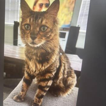 Maverick -  Bengal Cat for Adoption in Freeport, Florida - Maverick | PetCurious