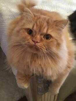 Rescue Himalayan Cats for Adoption in London, Ontario - JELLY BEAN & BABY KITTY | PetCurious