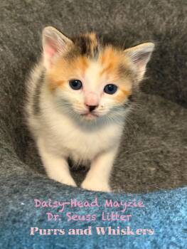 Domestic Short Hair Cats Available for Adoption in New Hartford, New York - Daisy-Head Mayzie | PetCurious