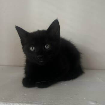 Taco -  Domestic Short Hair Cat for Adoption in Albany, New York - Taco | PetCurious