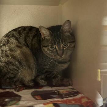 Tibz - Semi Feral -  Domestic Short Hair Cat for Adoption in Durango, Colorado - Tibz - Semi Feral | PetCurious