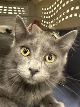 Rescue Domestic Medium Hair Cats for Adoption in Albuquerque, New Mexico - BERNADETTE | PetCurious