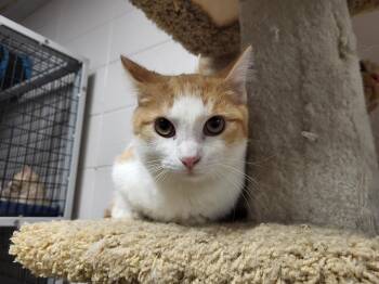 Rescue Domestic Medium Hair Cats for Adoption in Chilton, Wisconsin - Rhoedy | PetCurious