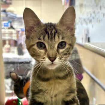 Domestic Short Hair Cats Available for Adoption in Sonora, California - Caramel | PetCurious