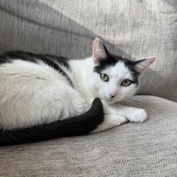 Domestic Short Hair Cats Available for Adoption in Edwardsville, Illinois - Karina | PetCurious