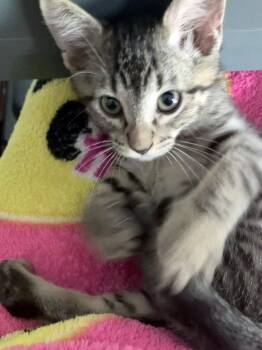 Larry (AO36531) -  Domestic Short Hair Cat for Adoption in Kansas City, Kansas - Larry (AO36531) | PetCurious
