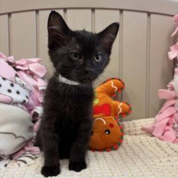 Domestic Short Hair Cats Available for Adoption in Hawthorne, California - Tres | PetCurious