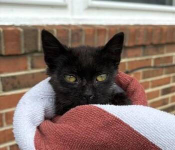 Dusk -  Domestic Short Hair Cat for Adoption in West Chester, Pennsylvania - Dusk | PetCurious