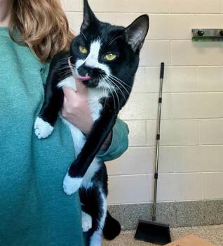 Rescue Domestic Short Hair Cats for Adoption in Boston, Massachusetts - ALEX TREBEK | PetCurious