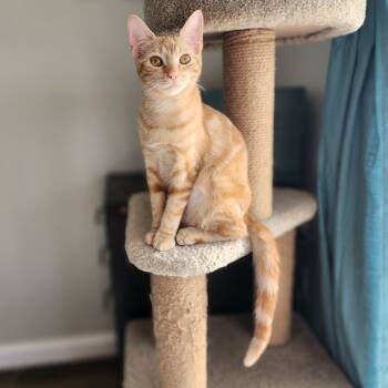 Rescue Domestic Short Hair Cats for Adoption in Fort Worth, Texas - Ancho | PetCurious