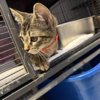 Gabana -  Domestic Short Hair Cat for Adoption in New Orleans, Louisiana - Gabana | PetCurious