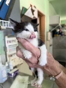 Creek -  Domestic Short Hair and American Shorthair Cat for Adoption in Bedford, Indiana - Creek | PetCurious