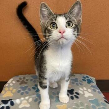Penelope -  Domestic Short Hair Cat for Adoption in Rochester, Minnesota - Penelope | PetCurious