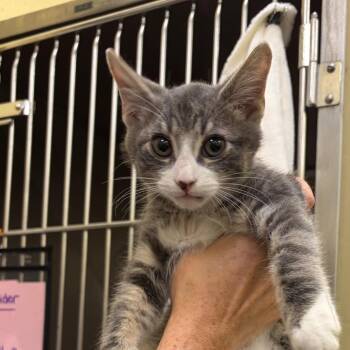 Shadow -  Domestic Short Hair Cat for Adoption in Dover, New Hampshire - Shadow | PetCurious