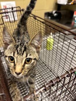 Georgeyy -  Domestic Short Hair Cat for Adoption in Douglasville, Georgia - Georgeyy | PetCurious