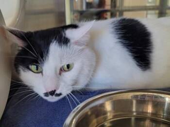 Domestic Short Hair Cats Available for Adoption - Alexander | PetCurious