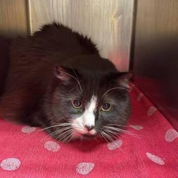 Domestic Medium Hair Cats Available for Adoption - King Leonidas | PetCurious