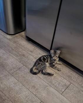 BENNY -  Tabby and Domestic Short Hair Cat for Adoption in Escalon, California - BENNY | PetCurious