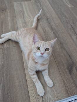 Domestic Short Hair Cats Available for Adoption - Maple | PetCurious