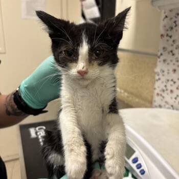 MIKASA -  Domestic Short Hair Cat for Adoption in Riverside, California - MIKASA | PetCurious