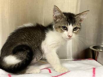 Domestic Short Hair Cats Available for Adoption in Tustin, California - AMETHYST | PetCurious