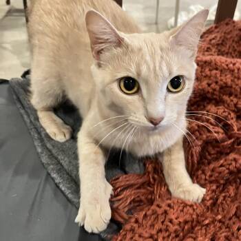Luna -  Domestic Short Hair Cat for Adoption in Pendleton, Oregon - Luna | PetCurious