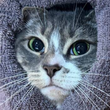 Nina -  Domestic Short Hair Cat for Adoption in Providence, Rhode Island - Nina | PetCurious