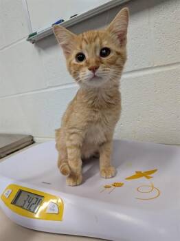 A536321 -  Domestic Short Hair Cat for Adoption in St. Peters, Missouri - A536321 | PetCurious