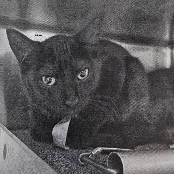 Accra "Blanca" HSPPR -  Domestic Short Hair Cat for Adoption in Denver, Colorado - Accra "Blanca" HSPPR | PetCurious