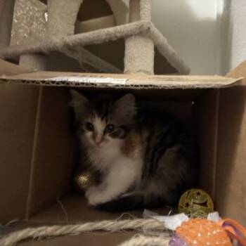 Gretchen -  Domestic Medium Hair Cat for Adoption in Greenwood, Missouri - Gretchen | PetCurious