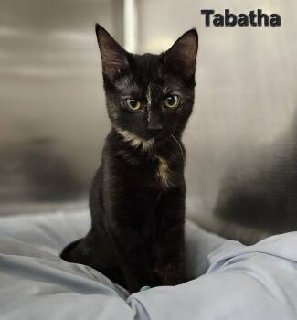Tortoiseshell Cats Available for Adoption - Tabatha | PetCurious