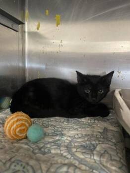 Hershey -  Domestic Short Hair Cat for Adoption in Houston, Texas - Hershey | PetCurious