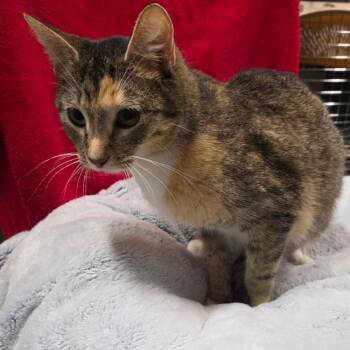 Domestic Short Hair Cats Available for Adoption in Eureka Springs, Arkansas - LadyBug | PetCurious