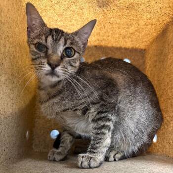 TUSC-Wildlife-84918 -  Domestic Short Hair Cat for Adoption in Tuscaloosa, Alabama - TUSC-Wildlife-84918 | PetCurious