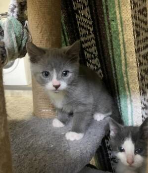 Tetra *in Foster* -  Domestic Short Hair Cat Available for Adoption in Salmon Arm, British Columbia - Tetra *in Foster* | PetCurious