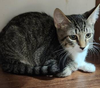 Jasper -  Domestic Short Hair Cat for Adoption in San Antonio, Texas - Jasper | PetCurious