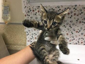 BIRDIE -  Domestic Short Hair Cat for Adoption in Riverside, California - BIRDIE | PetCurious