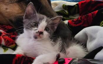 Rescue Domestic Short Hair Cats for Adoption in Las Vegas, Nevada - ARES | PetCurious